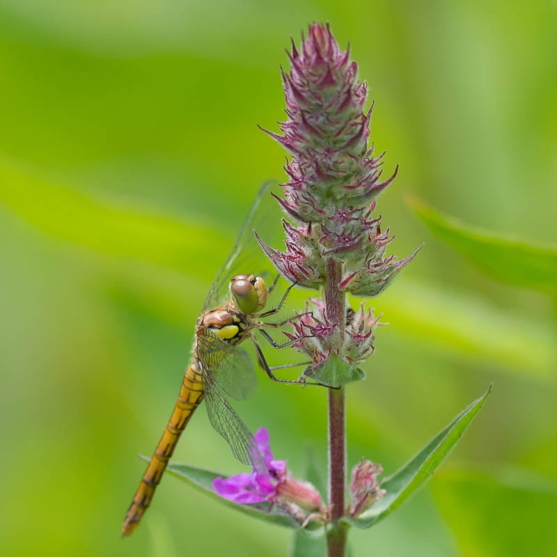 Bruinrode Heidelibel